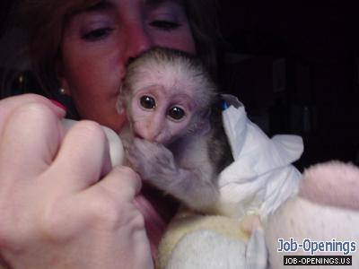 quot;BABY CAPUCHIN MONKEY quot;BABY CAPUCHIN MONKEY