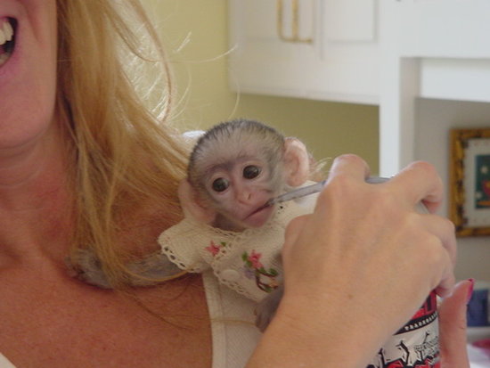 free adoptions in League City free adoptions in League City