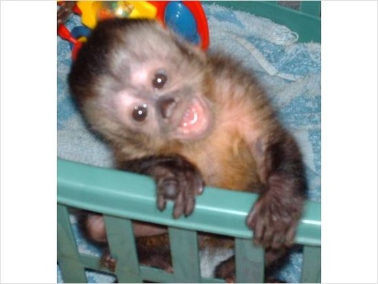 monkeys Monkeys+for+sale+ monkeys Monkeys+for+sale+