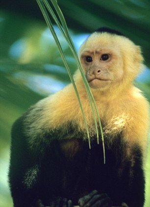 capuchinmonkey carita chin capuchinmonkey carita chin