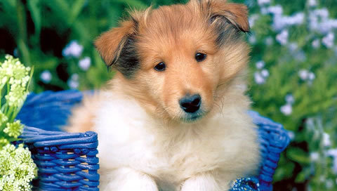 Background Images Of Puppies. wallpaper cute puppy.