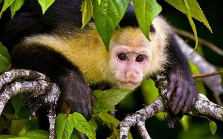 Capuchin+monkey+facts Capuchin+monkey+facts