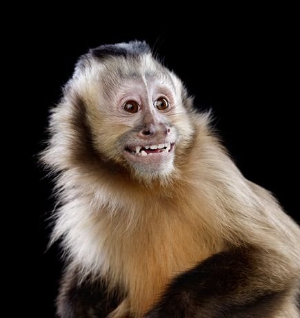 Capuchin Monkey For Sale Uk Capuchin Monkey For Sale Uk