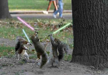 funny squirrel pictures. funny squirrel pictures. funny