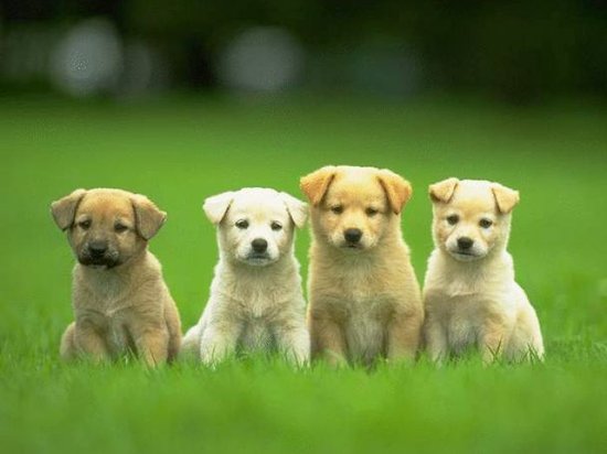 very cute puppies pictures. wallpaper cute puppy. cute