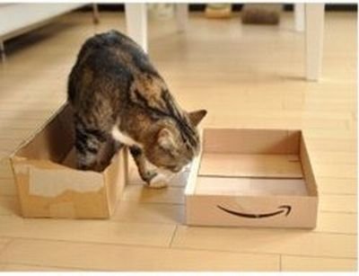  Funny Pictures on Lovely Pets  Funny Cat Pictures With Captions   Gp04