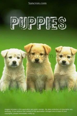 cute puppies wallpaper. cute puppies wallpapers.