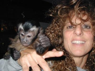 Adult monkeys squirrel,spider Adult monkeys squirrel,spider