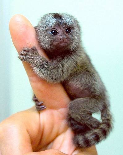 MARMOSET MONKEYS FOR SALE UK MARMOSET MONKEYS FOR SALE UK