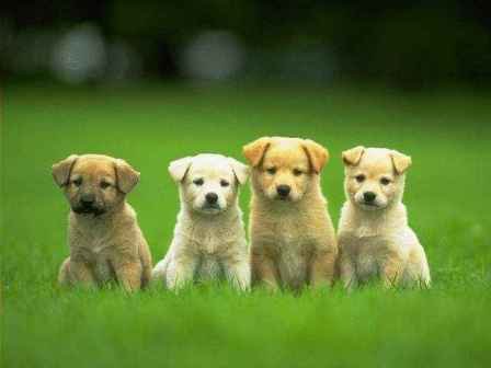 cute puppies and dogs. Cute Puppies Desktop Dogs