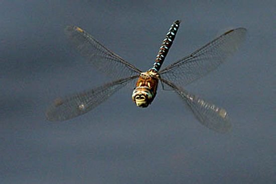 tribal dragonfly drawings. Dragonfly Flying