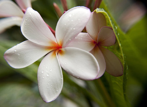 After the rain in Waikiki...testing out my new micro lens!