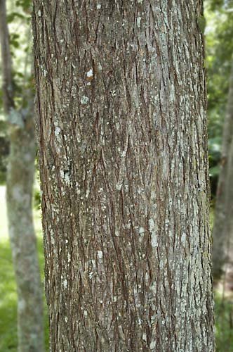 american elm tree bark. elm tree leaves. pictures of
