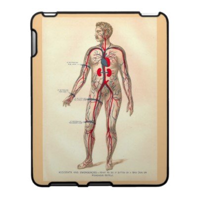 the circulatory system worksheet. circulatory system worksheets