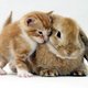 dilekkale's picture