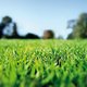 green gal's picture