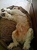 Charlie, the professional napper