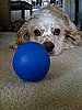 Charlie and his one true love, the blue ball