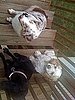 Charlie and his cousins