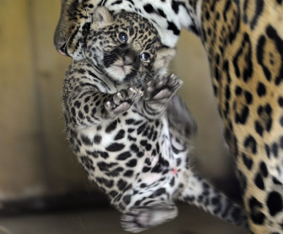 Guess What Animal?