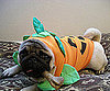 One Lil Pup-kin