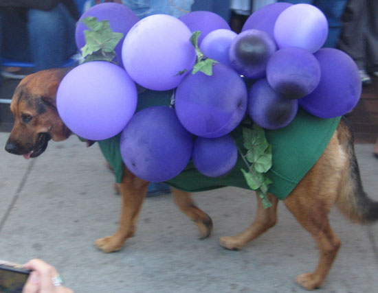 homemade pet costumes