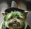 You Wicked, Wicked Witch!