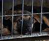 Myth: Dogs Are in Shelters Because They Were Not Good Pets.