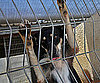 Myth: Shelter Dogs Have Irreparable Bonding and Socializing Issues.