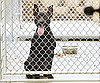 Myth: All Shelter Dogs Have a History of Abuse.
