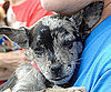 Myth: Shelter Dogs Are Medical "Gambles."
