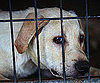 Myth: Dogs Who Have Been Mistreated Are Spoiled Forever.
