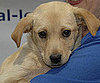 Myth: These Dogs Are Untrained.
