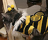 Bumbling Bee