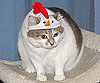 Chicken Hat, Chicken Cat