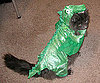 Dragon Tails