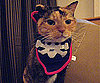 Buccaneer Bib