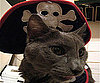 Ahoy, Sea Rover