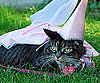 Pretty Princess at the Park