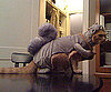 Squirreling Around