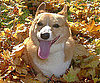Leaf-Peeping Pal