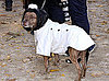The Dog Is a Lady