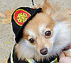 Chief Dog