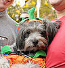 Lil Punkin