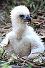 Small Eaglet, Big Eagle