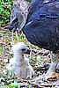 Protective Parent
