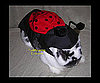 Ladybug Love