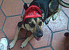 Devil Dog