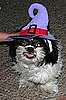 Bewitching