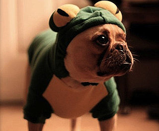 Costumed Creatures! Peep Sweet Halloween Pics From All of You